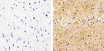 Phospho-Vinculin (Tyr822) Polyclonal Antibody