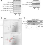 Phospho-GYS1 (Ser641, Ser645) Antibody in Western Blot (WB)
