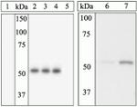 Phospho-ETS1 (Ser282) Antibody in Western Blot (WB)