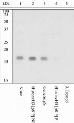 Phospho-Histone H3 (Ser10) Antibody in Western Blot (WB)