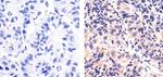 Phospho-SGK1 (Ser422) Antibody in Immunohistochemistry (Paraffin) (IHC (P))