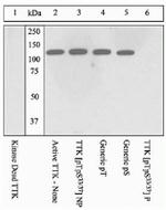 Phospho-TTK (Thr33, Ser37) Polyclonal Antibody