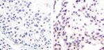 Phospho-MDM2 (Ser166) Polyclonal Antibody