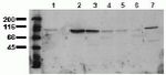 beta Catenin Antibody in Western Blot (WB)