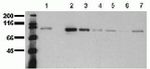 beta Catenin Antibody in Western Blot (WB)