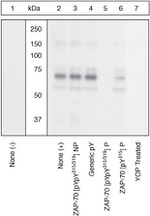 Phospho-Zap-70 (Tyr315, Tyr319) Antibody in Western Blot (WB)
