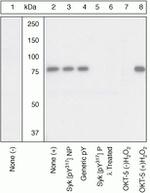Phospho-Syk (Tyr317) Polyclonal Antibody