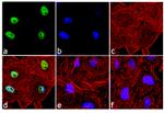 Phospho-c-Fos (Thr232) Antibody in Immunocytochemistry (ICC/IF)