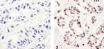 Phospho-c-Fos (Thr232) Antibody in Immunohistochemistry (Paraffin) (IHC (P))