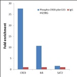 Phospho-CREB (Ser133) Antibody