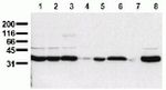 PLSCR1 Antibody in Western Blot (WB)