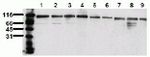 TOP1 Monoclonal Antibody (23B11)