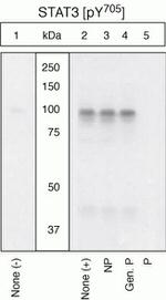 Phospho-STAT3 (Tyr705) Polyclonal Antibody