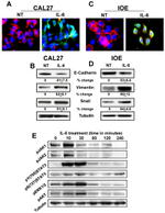 Phospho-JAK1 (Tyr1034, Tyr1035) Antibody in Western Blot (WB)