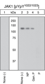 Phospho-JAK1 (Tyr1034, Tyr1035) Antibody in Western Blot (WB)