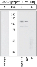 Phospho-JAK2 (Tyr1007, Tyr1008) Polyclonal Antibody