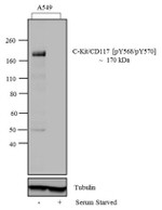 Phospho-c-Kit (Tyr568, Tyr570) Antibody in Western Blot (WB)