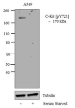 Phospho-c-Kit (Tyr721) Antibody in Western Blot (WB)
