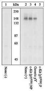 Phospho-c-Kit (Tyr936) Antibody in Western Blot (WB)