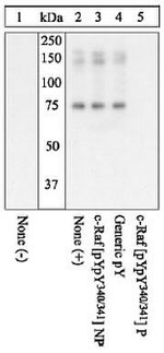 Phospho-c-Raf (Tyr340, Tyr341) Polyclonal Antibody