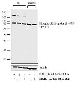 Phospho-eIF2b epsilon (Ser539) Polyclonal Antibody