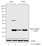 Phospho-HSP27 (Ser82) Antibody in Western Blot (WB)