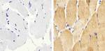 Phospho-HSP27 (Ser82) Antibody in Immunohistochemistry (Paraffin) (IHC (P))