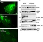 Phospho-IRS1 (Tyr612) Antibody in Western Blot (WB)