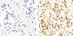 Phospho-IRS1 (Ser616) Polyclonal Antibody