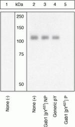 Phospho-GAB1 (Tyr627) Polyclonal Antibody