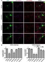 GSK3 alpha/beta Antibody in Immunocytochemistry (ICC/IF)