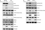 Phospho-FAK (Tyr397) Antibody in Western Blot (WB)