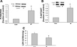 Phospho-FAK (Tyr397) Antibody in Western Blot (WB)