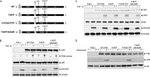 Phospho-FAK (Tyr397) Antibody in Western Blot (WB)