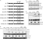 Phospho-FAK (Tyr397) Antibody in Western Blot (WB)
