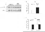 Phospho-FAK (Tyr397) Antibody in Western Blot (WB)
