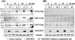 Phospho-FAK (Tyr397) Antibody in Western Blot (WB)