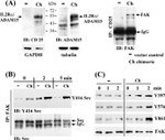 Phospho-FAK (Tyr397) Antibody in Western Blot (WB)