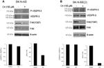 Phospho-FAK (Tyr397) Antibody in Western Blot (WB)