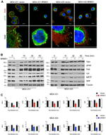 Phospho-FAK (Tyr397) Antibody in Western Blot, Immunocytochemistry (WB, ICC/IF)