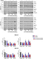 Phospho-FAK (Tyr397) Antibody in Western Blot (WB)