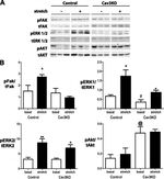 Phospho-FAK (Tyr397) Antibody in Western Blot (WB)