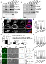 Phospho-FAK (Tyr397) Antibody in Western Blot (WB)