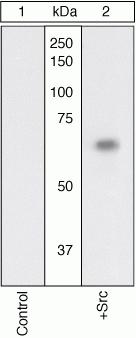 SRC Polyclonal Antibody