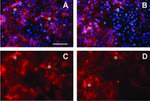Phospho-SRC (Tyr419) Antibody in Immunocytochemistry (ICC/IF)