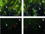 Phospho-SRC (Tyr419) Antibody in Immunocytochemistry (ICC/IF)