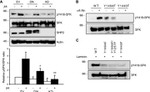 Phospho-SRC (Tyr419) Antibody in Western Blot (WB)
