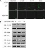 Phospho-SRC (Tyr419) Antibody in Immunohistochemistry (IHC)