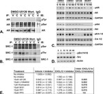 Phospho-SRC (Tyr419) Antibody in Western Blot (WB)