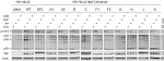 Phospho-SRC (Tyr419) Antibody in Western Blot (WB)